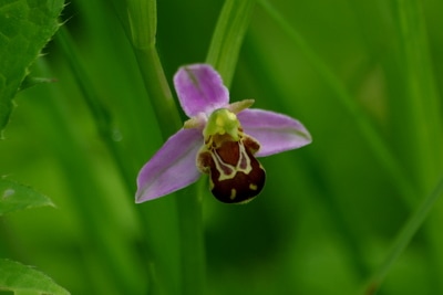 bijenorchis ewoud
